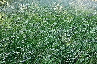 《Divine Orders》Steam上线 幻想世界探索弹幕射击